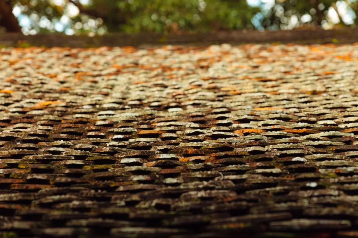 Moss growing on an aging asphalt shingle roof in Stamford, CT
